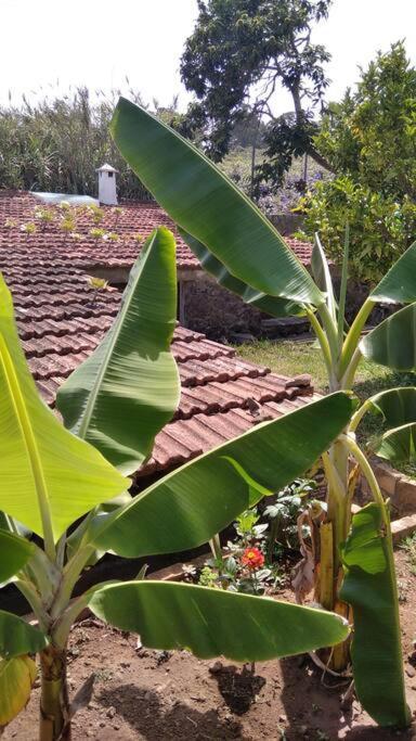 Rural House To Take A Break, La Serreria 25 - Private Garden Tacoronte Exterior photo